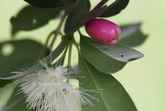 Syzygium australe